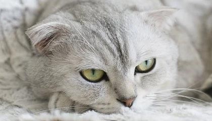 开云体育官方下载-【投票投出最喜爱的明星】粉丝票选年度最受欢迎球员,粉丝最多的nba球星排行